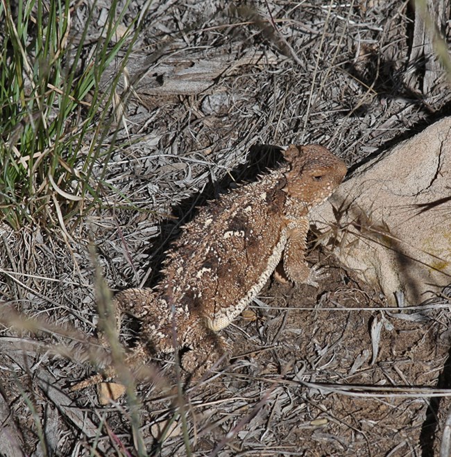 Horned lizard camouflaged against dry grass and soil.