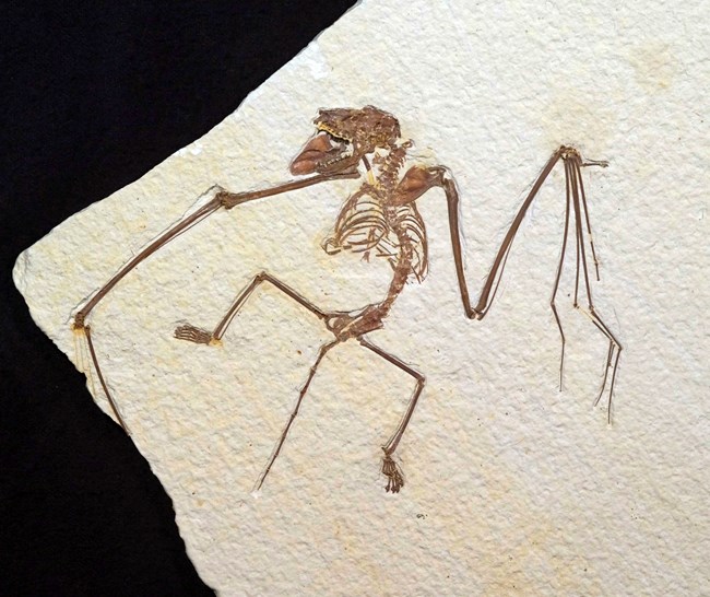 Fossil bat skeleton with wings outstretched on cream-colored rock slab
