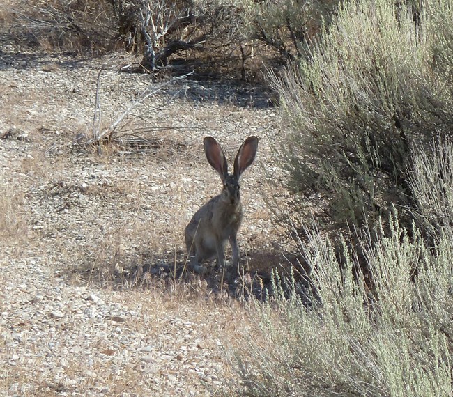 Jackrabbit in dry brush near Golden Spike Visitor Center
