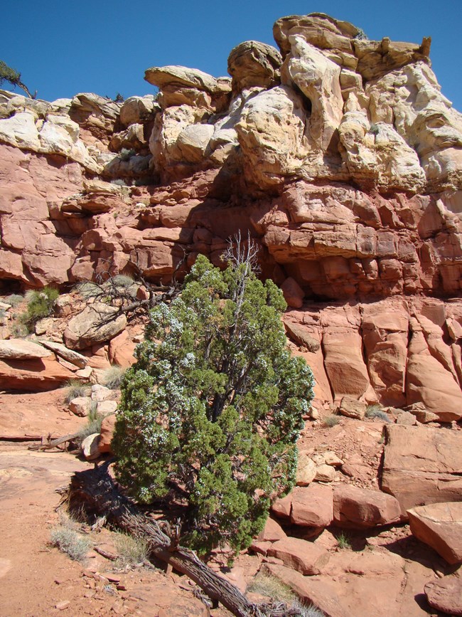 Juniper with blue berries beneath red and white cliffs on Cassidy Arch Trail.