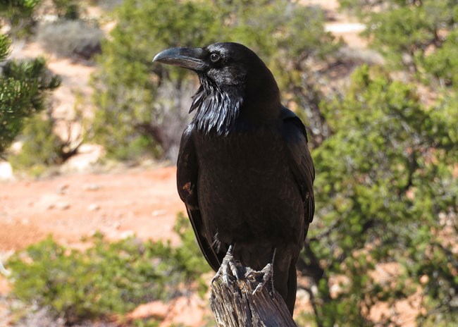 Common raven looks to left side of frame