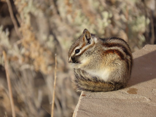Least chipmunk curled on a rock in sunlight.