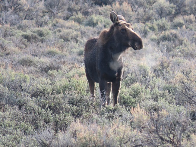 Female moose (Alces alces) standing in sagebrush.