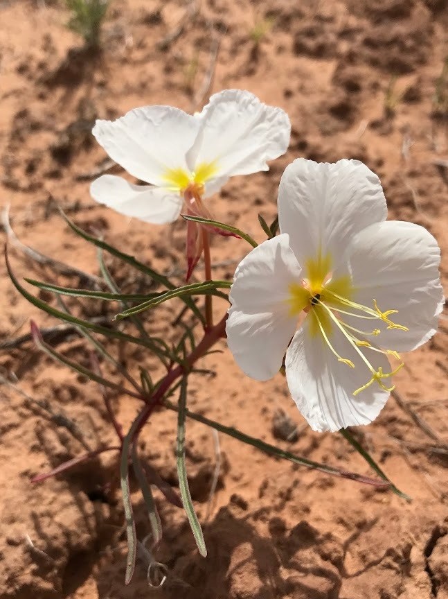 Pale evening primrose with white petals and red stems growing in desert soil.