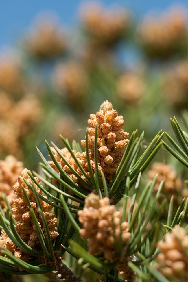 Close-up of pinyon pine cones clustered on a branch in Canyonlands National Park.