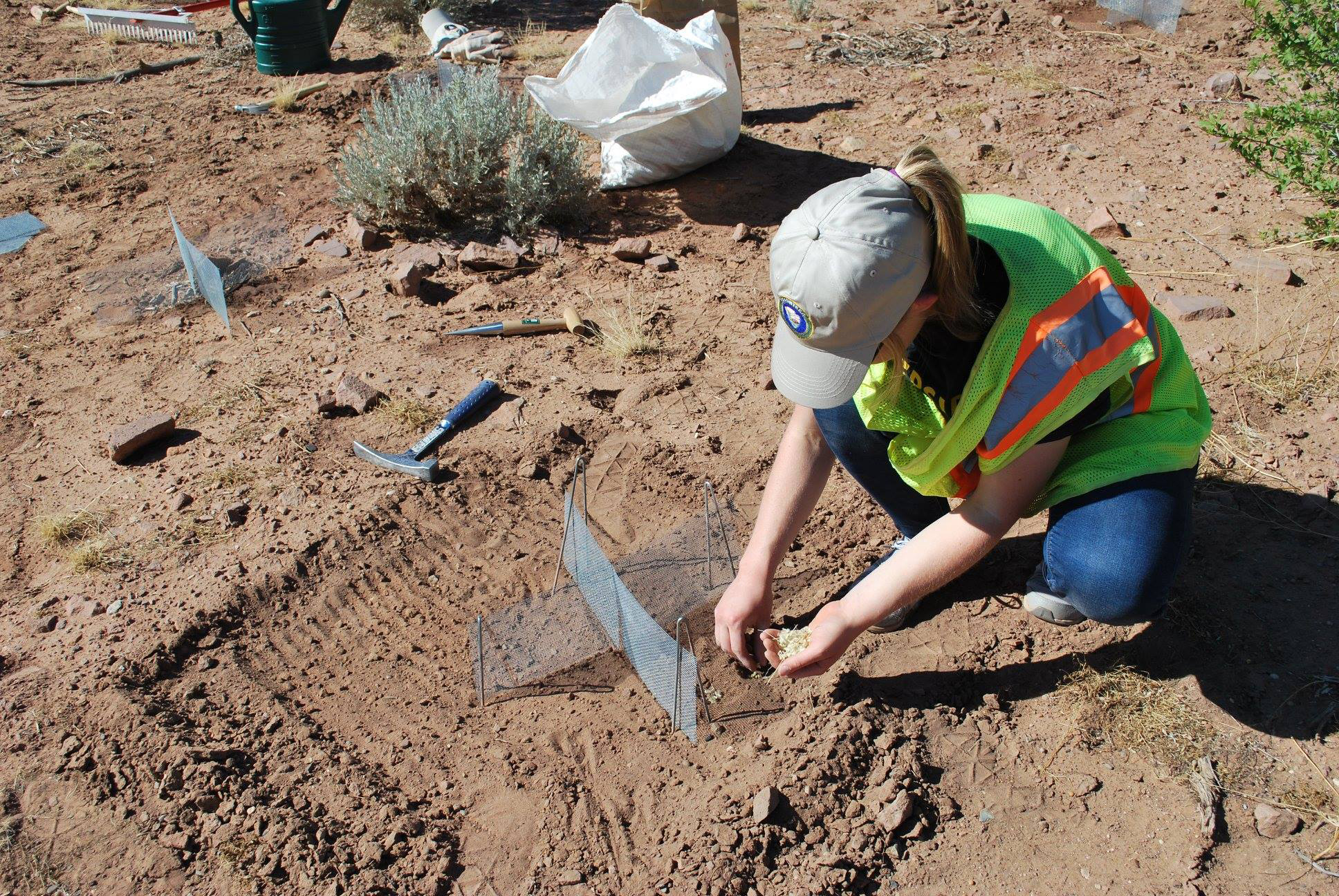 Woman wearing NPS volunteer cap sits on ground, laying seeds in the sheltered corner of two small screens forming an X.