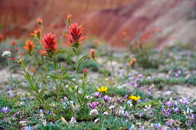 Reveal’s paintbrush blooming among other wildflowers on Claron limestone at Cedar Breaks