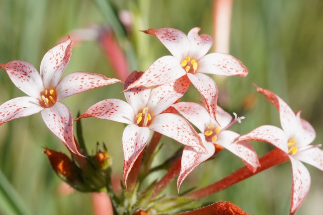 Close-up of scarlet gilia flowers with red speckles on white petals.