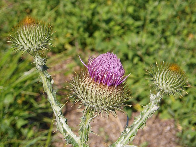 Skeletal weed with pink flower