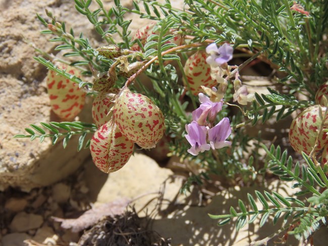 Starveling milkvetch with purple flowers and red-speckled seed pods.