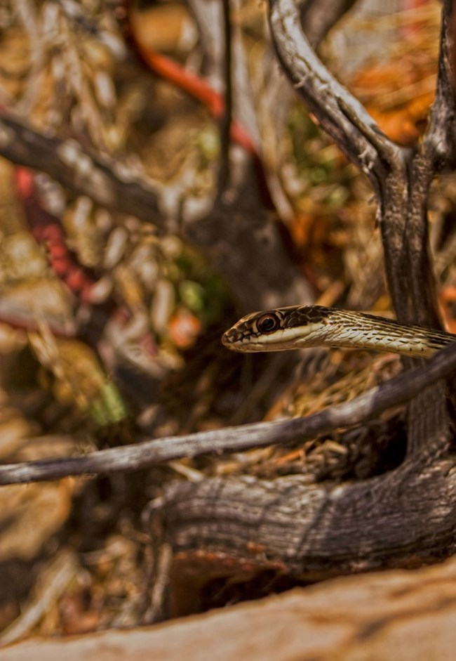 A striped whipsnake peeks through desert vegetation.