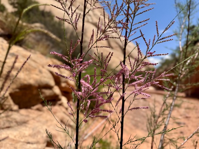 Feathery pink tamarisk blooming along a rocky canyon wash
