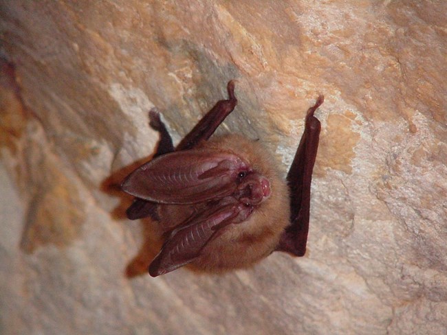 Townsend's big-eared bat clinging to a cave ceiling.