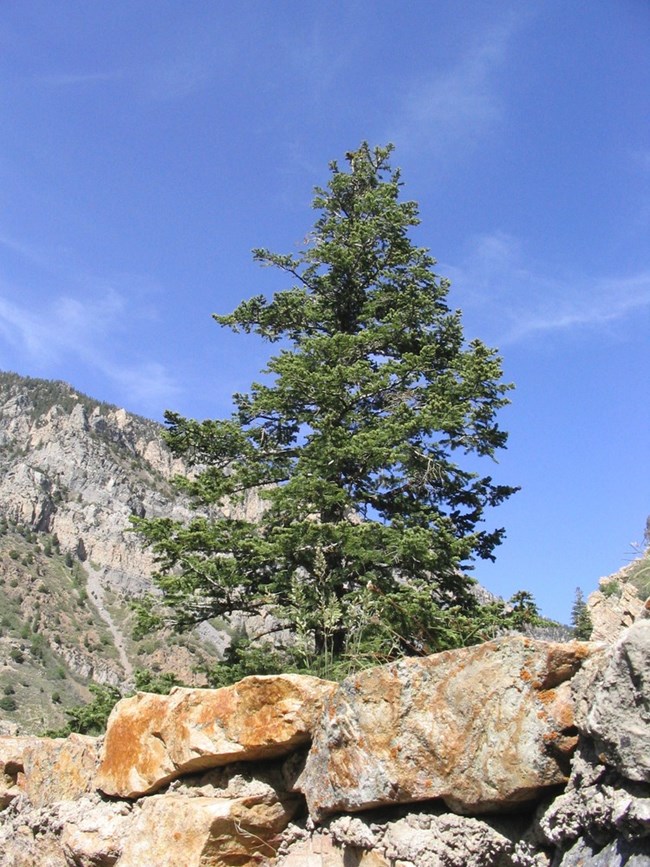 White fir growing beside a rocky ledge with mountain slopes in the background.