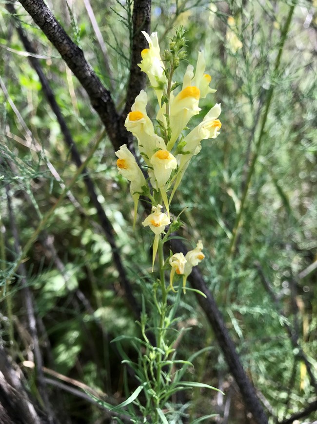 Yellow flowers of butter-and-eggs (Linaria vulgaris) blooming among thin green stems