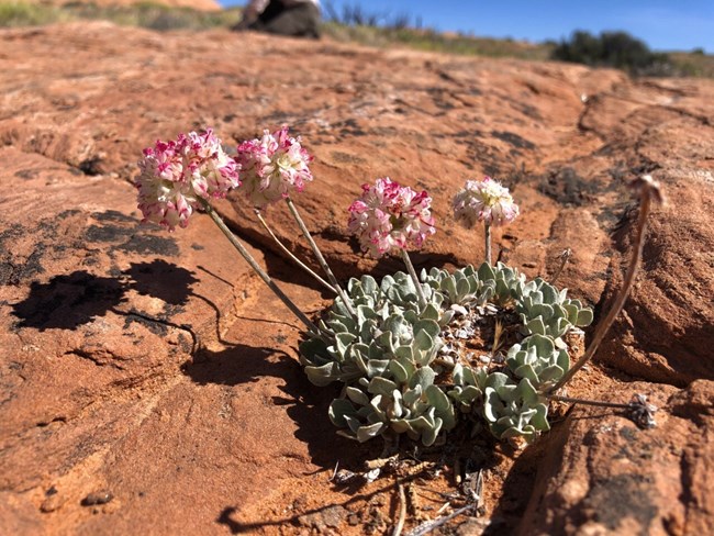 Cushion buckwheat blooms from a rock crevice in dry, red sandstone.