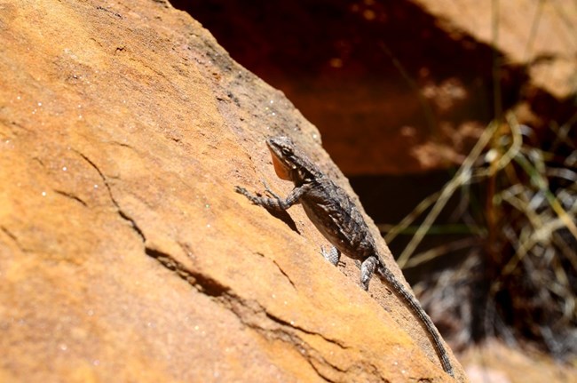 Small lizard resting on warm sandstone in Canyonlands National Park.