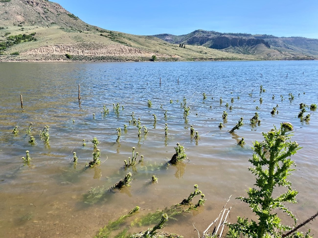 Musk thistle plants emerging from shallow water in a flooded reservoir area.