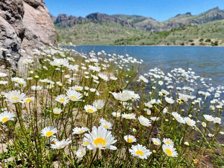 Cluster of oxeye daisies blooming along the rocky shoreline of Blue Mesa Reservoir.