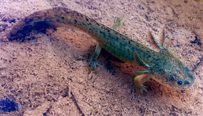 Larval tiger salamander with frilled gills resting in a shallow, sandy pool