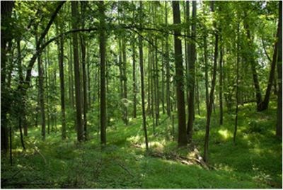 A lush green forest.