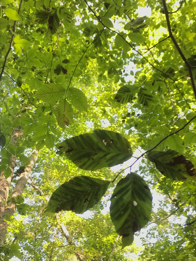 Beech leaf disease on a beech tree, with dark green bands on the underside of leaves.