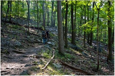 A shady forest in summer.