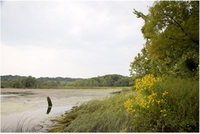 A marsh with yellow flowers and open water.