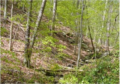 A piedmont forest slope in spring.