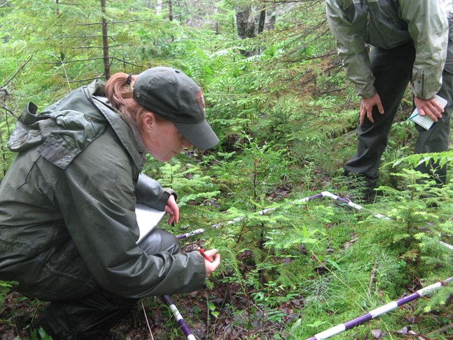 Forest health monitoring in Acadia