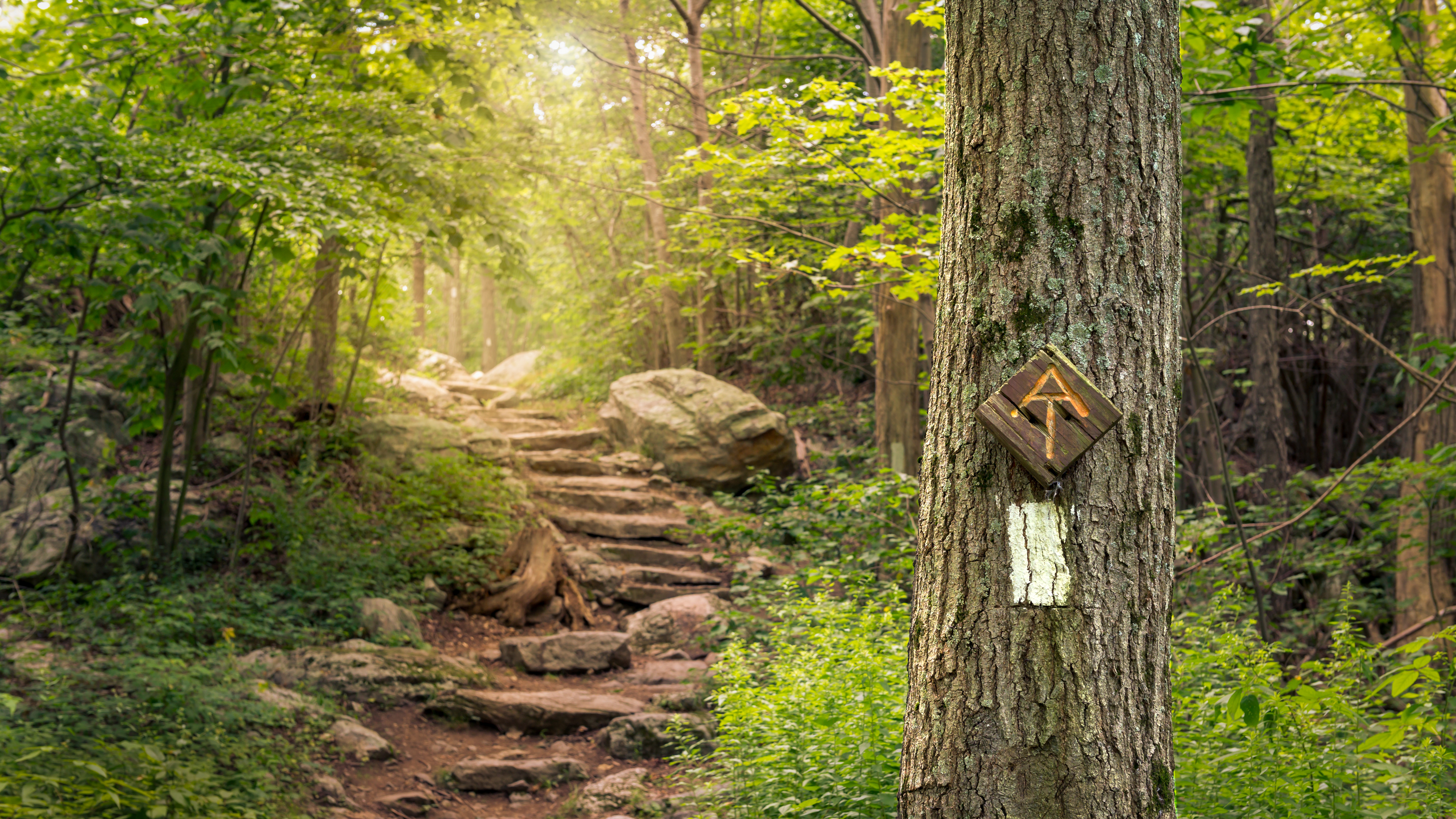 A tree in focus in the foreground with a slightly blurred view of stone stairs rising up through the trees in the background