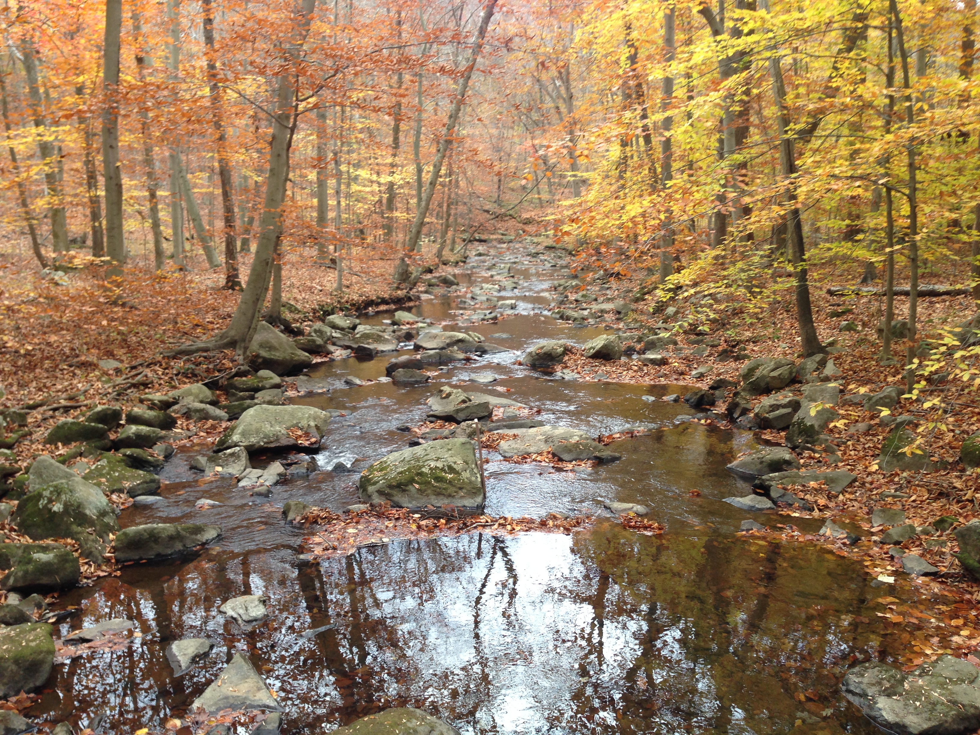 Yellow and orange leaves on trees grow next to a forest stream.