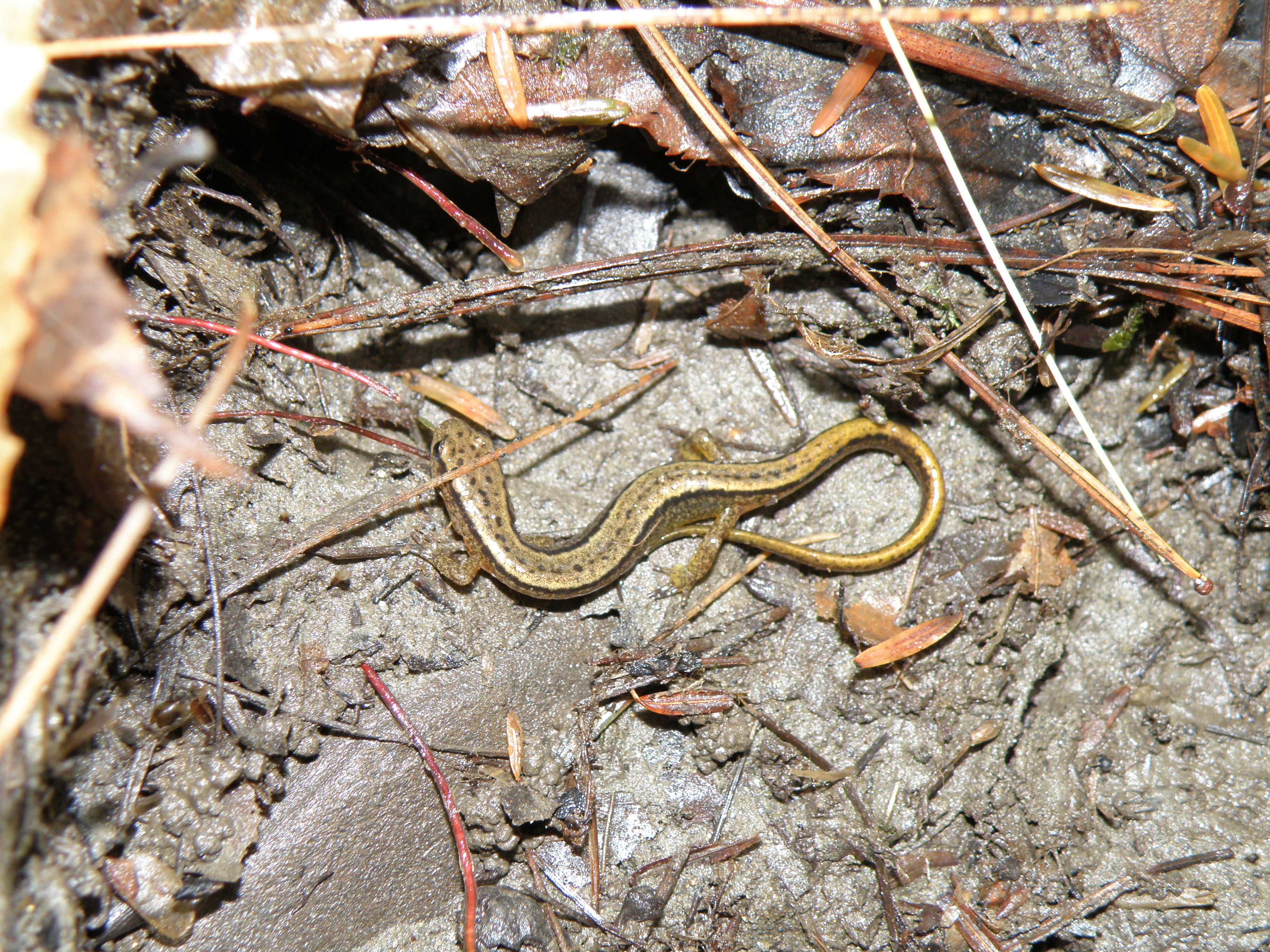 A Northern two-lined Salamander cloes-up