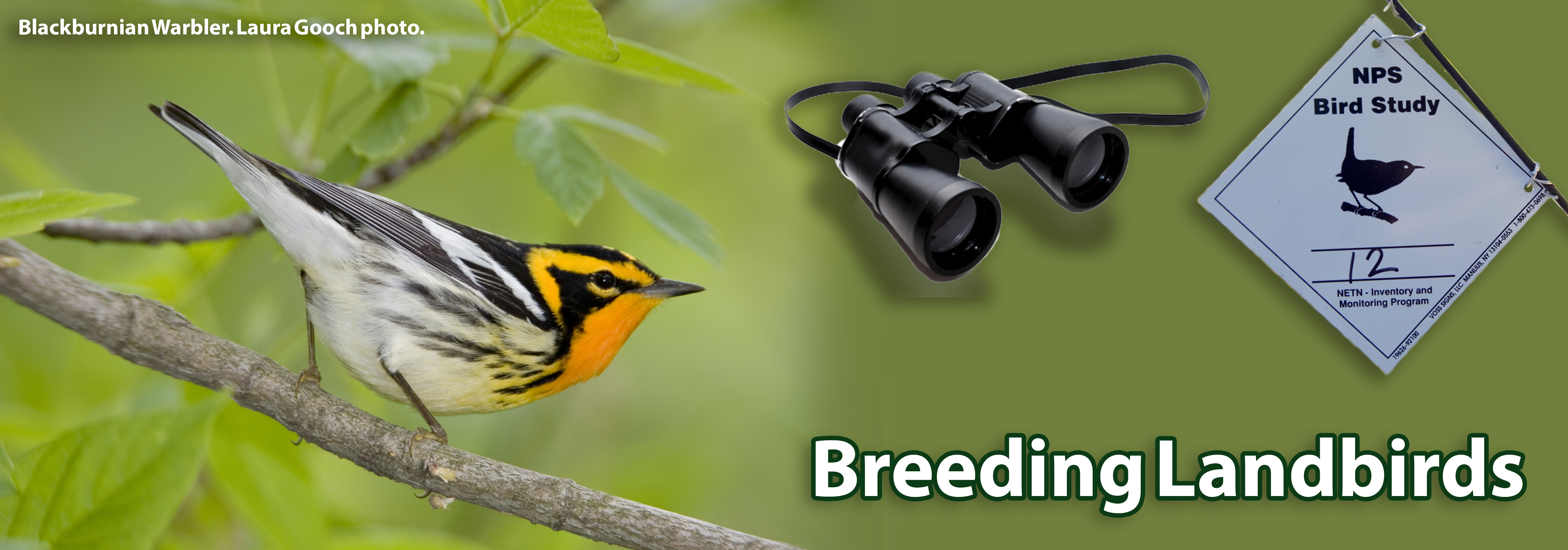 A Blackburnian Warbler perches on a branch on the left. A pair of binoculars and a bird monitoring sign hover over the banner on the right.
