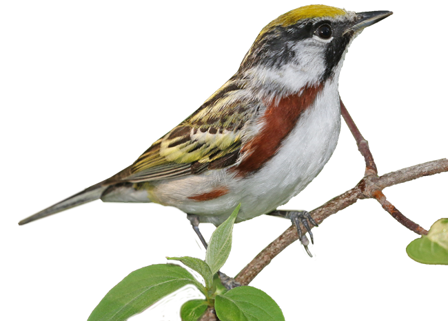 Chestnut-sided Warbler. Melanie Underwood