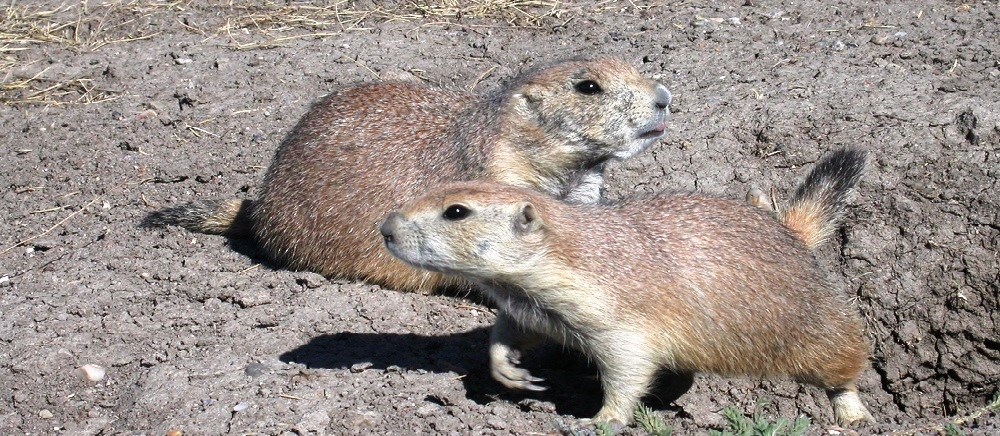 Two prairie dogs crouched together in the sun