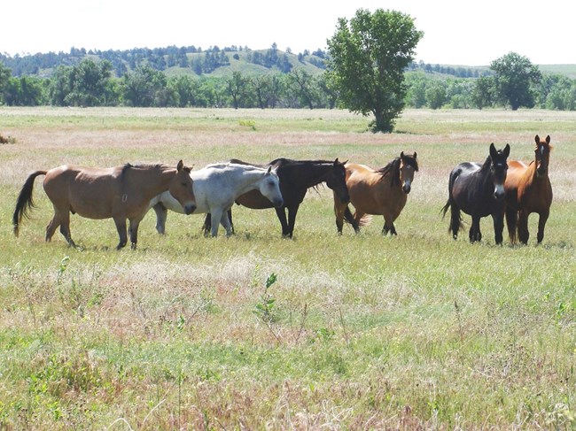 four horses and two mules stand resting together in a grassy field