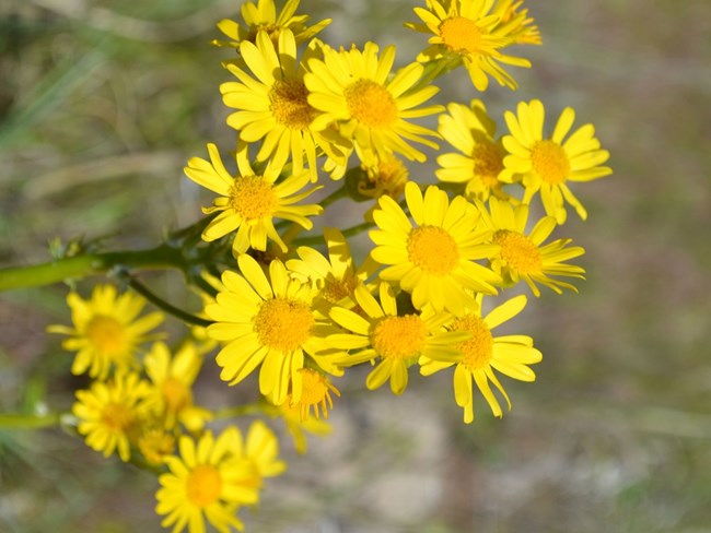 Bright yellow daisy-like flowers on a green flower stalk