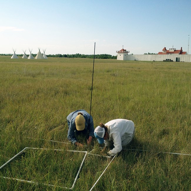 Two biologists crouching in the grass counting plants with a white fort and teepees in the background