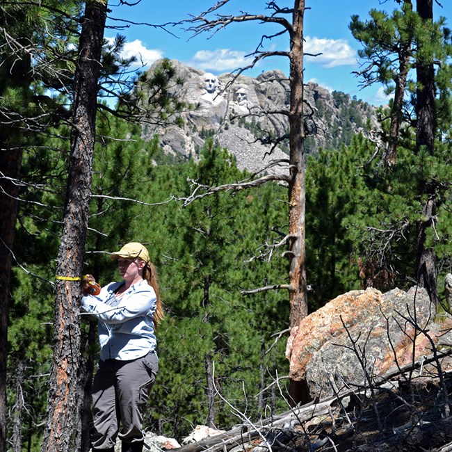 NPS staff member measuring the diameter of a tree trunk in pine forests with Mount Rushmore sculptures in the background