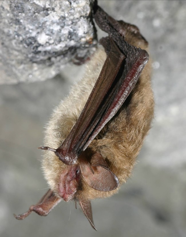 Side view of a small brown bat with long ears resting upside down from a rock