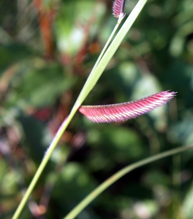 single grass stem and leaf with horizontal seed head that looks like a hairy eyebrow