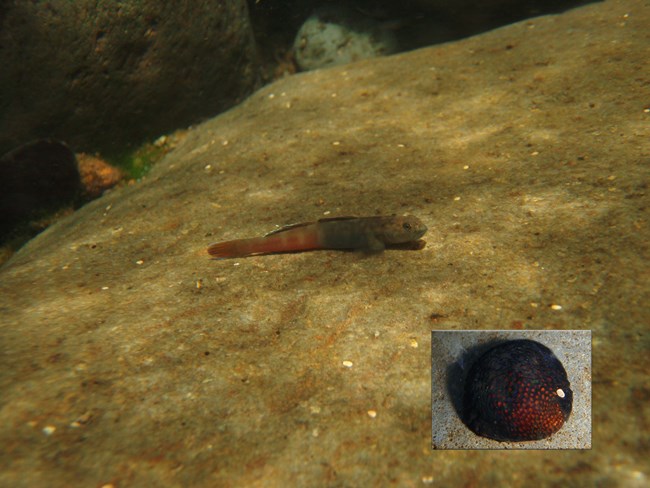 Two examples of endemic freshwater stream animals observed at Haleakalā National Park, ʻoʻopu ʻalamoʻo fish (Lentipes concolor) and hīhīwai snail (Neritina granosa).