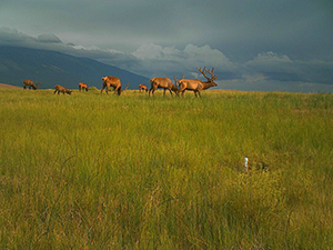 Elk herd grazing in a grassy meadow under cloudy skies.