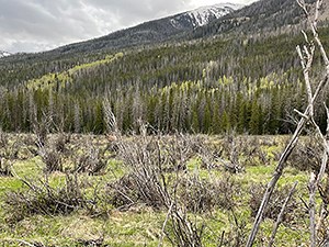 A mountain valley in Rocky Mountain National Park shows willow collapse. Dead and broken stems fill the foreground, short grasses cover the valley floor, and conifer slopes rise toward snowcapped peaks in the distance.