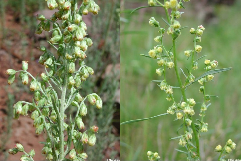 Two plants side by side with long green leaves and drooping greenish, yellow flower buds.