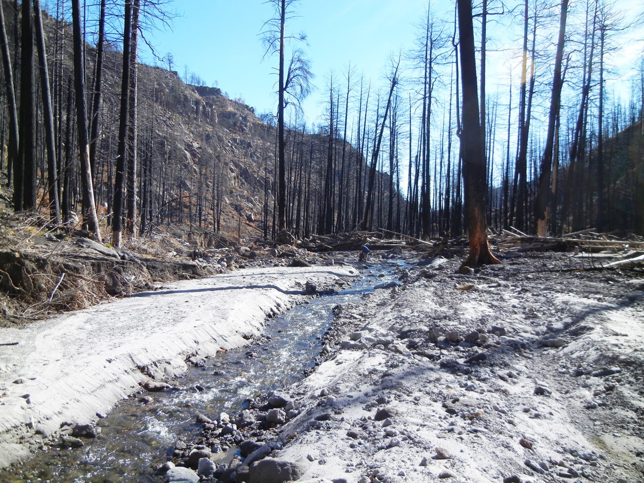 Small stream running through a forest that recently burned.