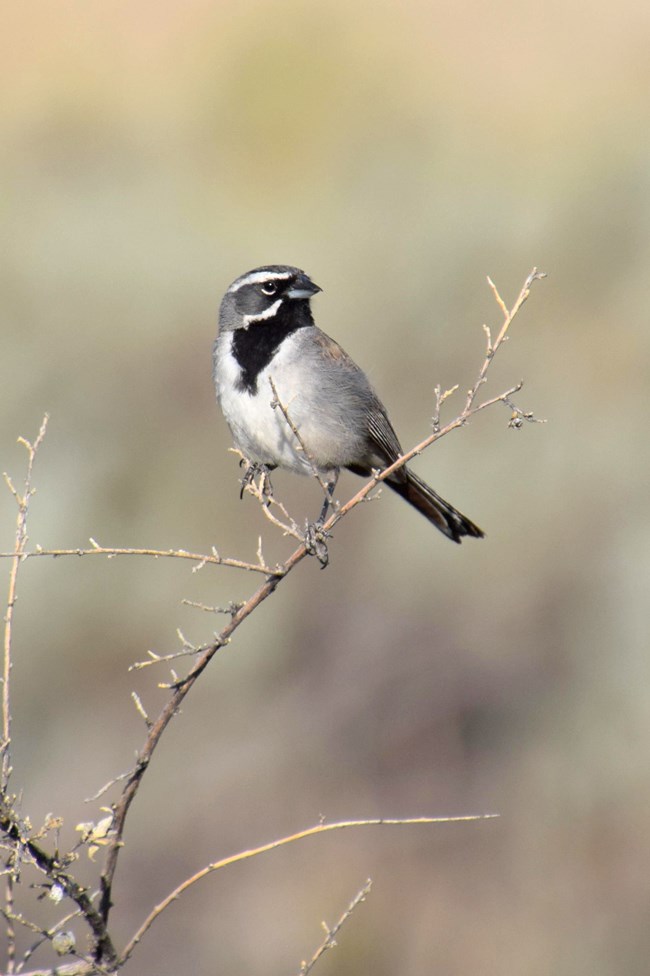 A striking bird with white stripes on head and a black throat perched on a branch.