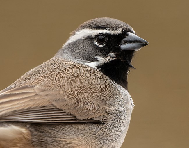 A striking bird with white stripes on head and a black throat.