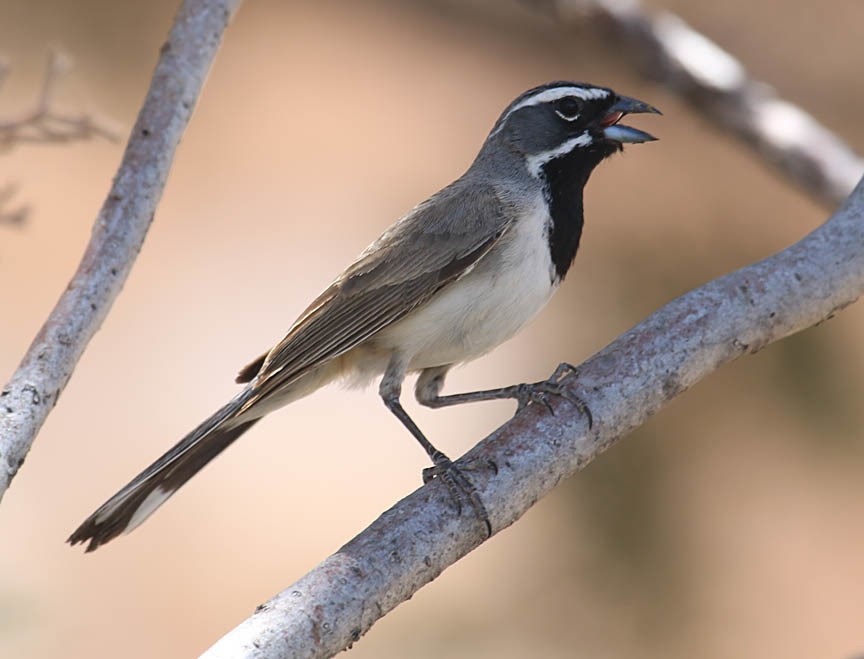 A striking bird with white stripes on head and a black throat perched on a branch.